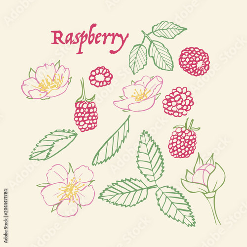 Raspberry line art hand drawn multicolor modern vector illustration. Colorful line art berry fruit design