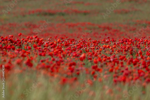 Vibrant poppies in rural Sussex, with selective focus