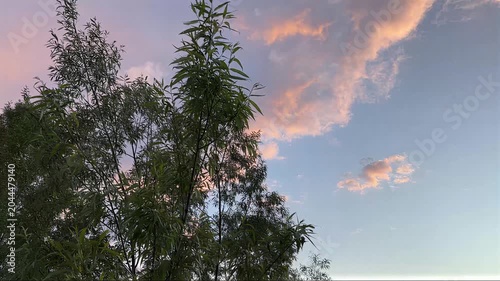 Windy Green Trees In Summer