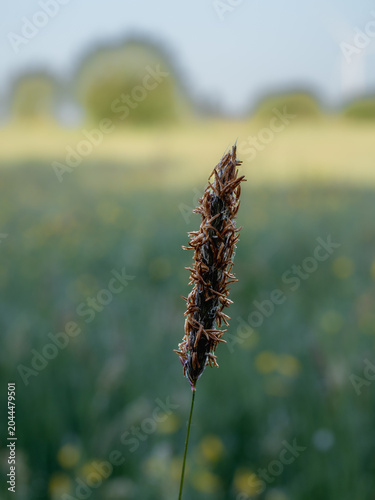 Single grass seed head standing alone against soft field landscape like someone who stayed when everyone else left, Bristol, United Kingdom