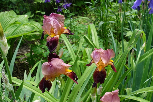 Canvas-taulu Deep blood red and pinkish beige flowers of tall bearded irises in May