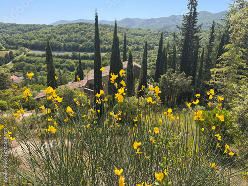 Blühender Ginster und Zypressen vor einem Landhaus im Luberon, Provence, Frankreich