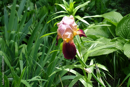 Valokuva Deep blood red and pinkish beige flowers of tall bearded irises in May