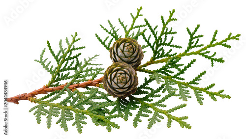 Two small pine cones on a green cedar branch