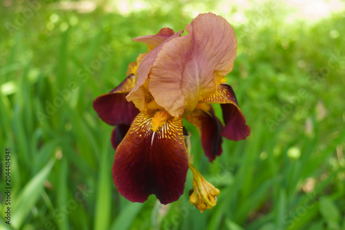 Fotografie Deep blood red and pinkish beige flowers of tall bearded irises in May
