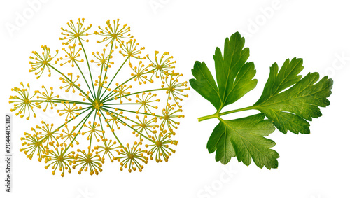 Cuadro en lienzo Dill flower umbel and parsley leaves