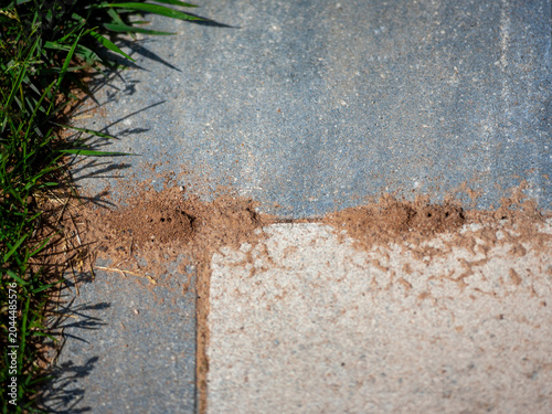 Foto ants damaging a tiled pathway
