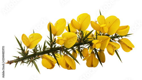 Obraz na płótnie Yellow gorse flowers and spiky green stems