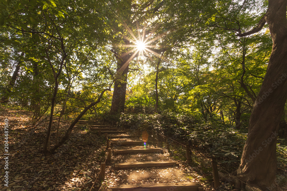 Fototapeta premium Beautiful sunlight and sunburst shining over a wooden forest staircase at Rikugien Garden November 2023