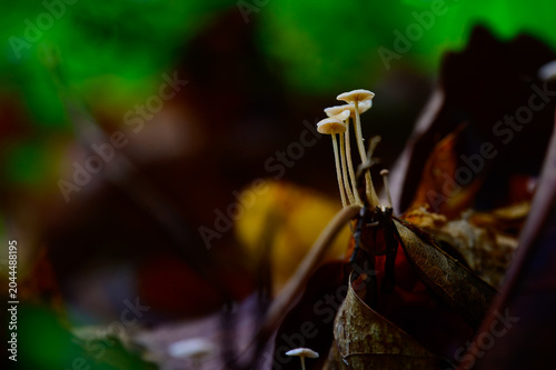 Tableau sur toile Petite mushrooms growing on the forest floor, sprouting from the layer of fallen