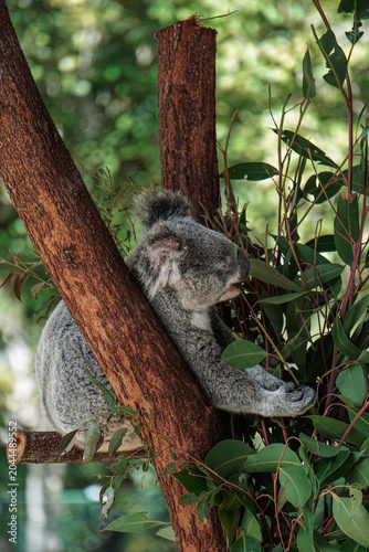 Photography Very cute koala eating eucalyptus leaves