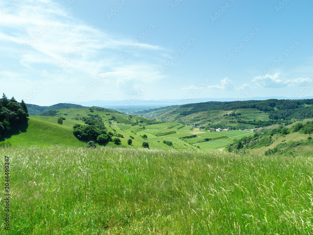 Fototapeta premium Scenic Green Vineyard Landscape