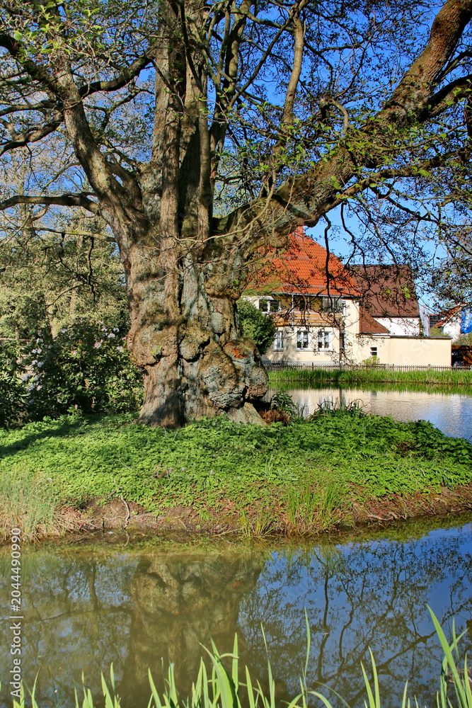 Fototapeta premium Der Menteteich in Alverdissen (Lipperland)