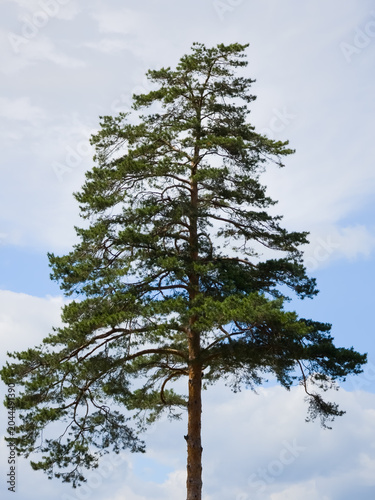 Majestic Scots pine (Pinus sylvestris) against a bright sky, showcasing its tall trunk and expansive green canopy.