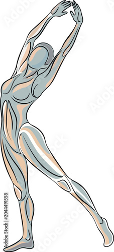Anatomical illustration of a woman stretching her arms up