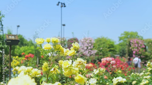 あしかがフラワーパークの満開のバラ園