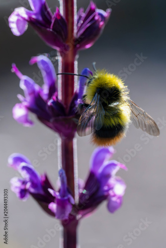 Hummel
