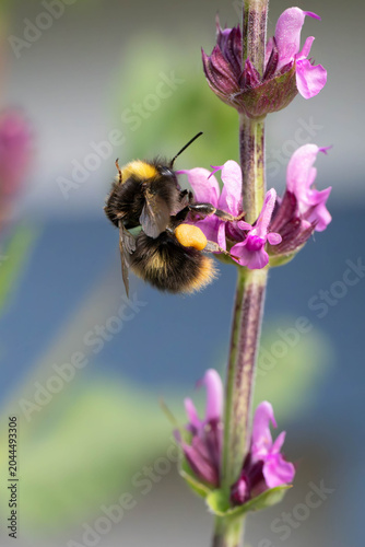 Hummel