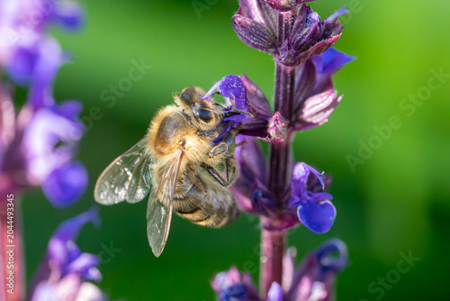 Wildbiene