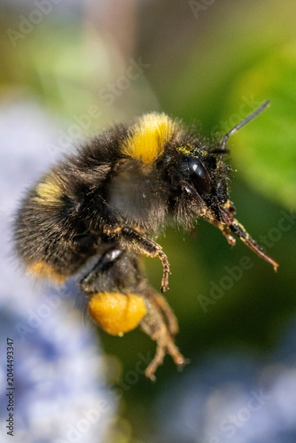 Hummel