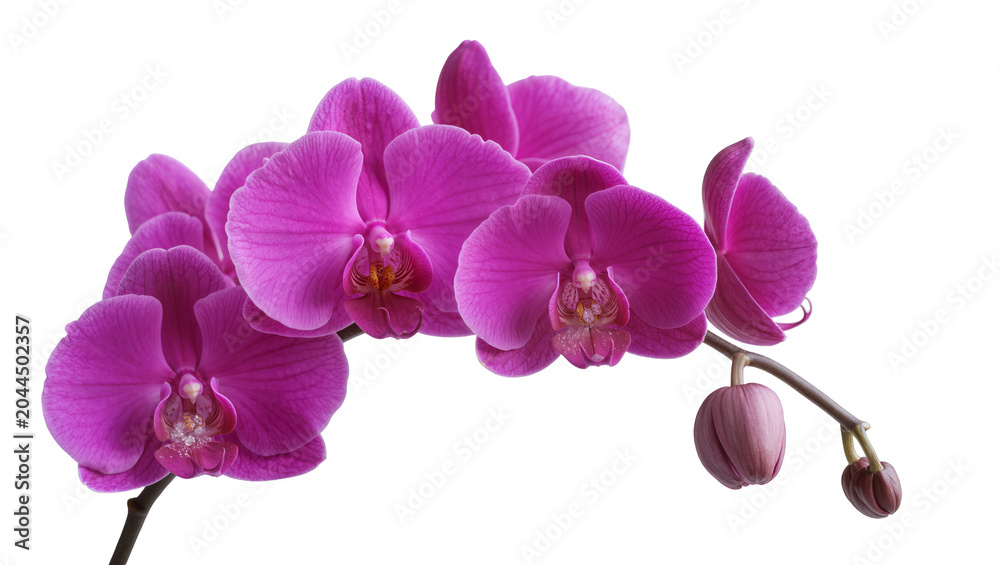 Obraz premium Purple Phalaenopsis orchid flowers and buds on stem