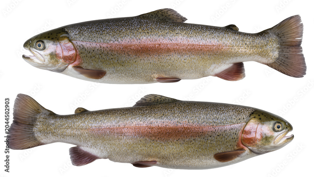 Fototapeta premium Two Rainbow Trout Fish Side View