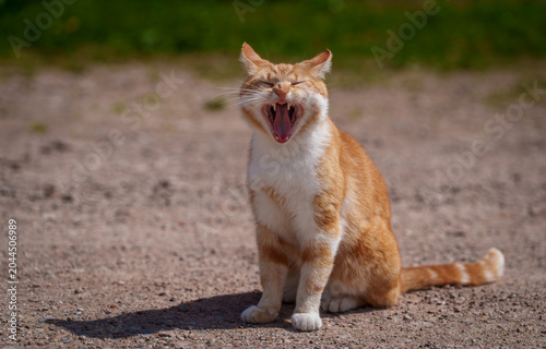 portrait of a cat