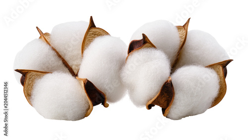 Foto Cotton bolls with fluffy white fibers and brown husks