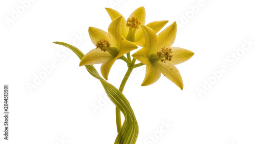 Canvastavla Yellow star-shaped flowers with green striped leaves
