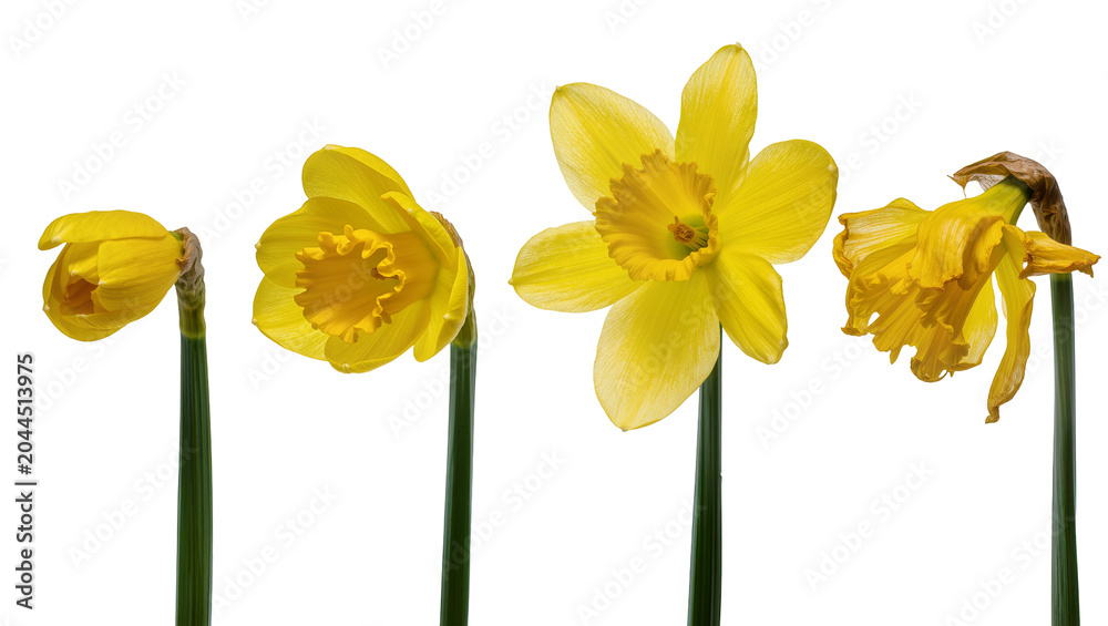 Fototapeta premium Yellow daffodils in different stages of bloom and wilting