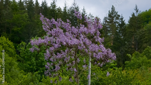 A Paulownia tree, covered in vibrant purple blossoms, stands against a backdrop of lush green foliage and a forest.