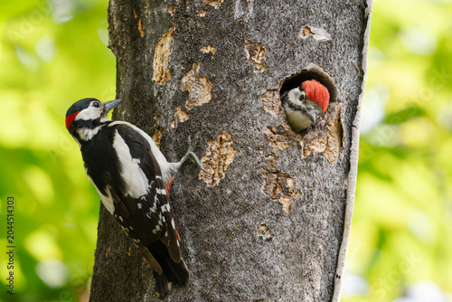 Bild auf Leinwand Male great spotted woodpecker (Dendrocopos major) next to the nest from which a chick is looking out