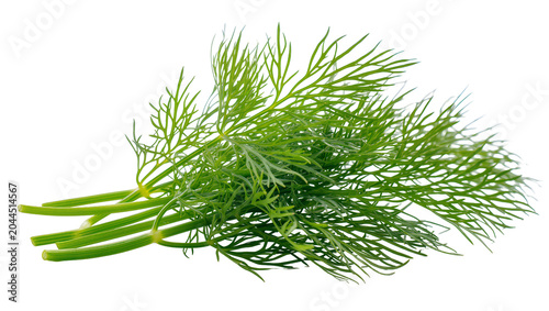 Billede på lærred Fresh green dill herb sprigs with feathery leaves
