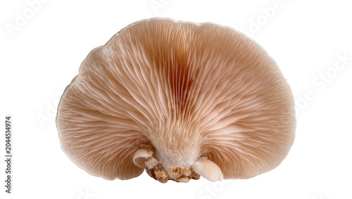 Konstfotografi Oyster mushroom underside with gills and stem