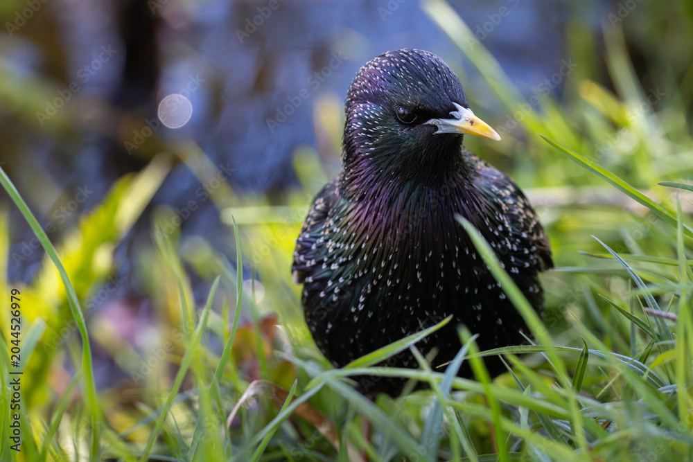Obraz premium Close-up of a European starling foraging in green grass next to water