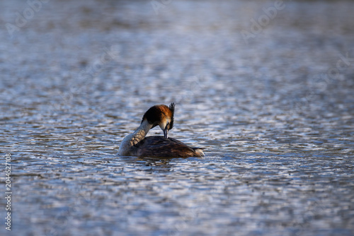 Great crested grebe preening and cleaning its feathers while floating on a calm rippled lake surface