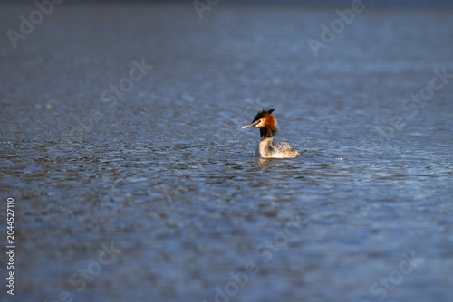 Great crested grebe swimming in the middle of a vast ripple lake surface