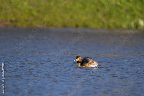 Great crested grebe swimming in the middle of a vast ripple lake surface