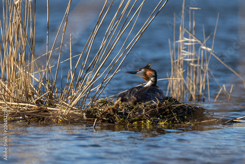 Great crested grebe sitting on its floating nest among dry reeds in a calm lake