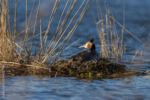 Great crested grebe sitting on its floating nest among dry reeds in a calm lake