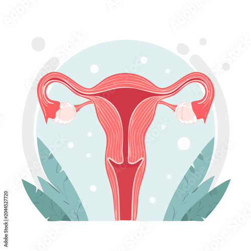 Illustration of female reproductive system, uterus and ovaries