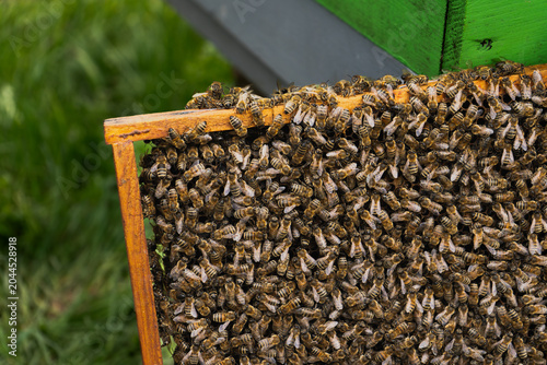 Konstfotografi Honey bees densely covering a hive frame at a beehive entrance