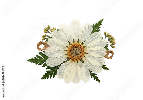 Pressed dried white daisy flower with yellow center, green fern leaves, and small tan ribbon loops isolated on a black background