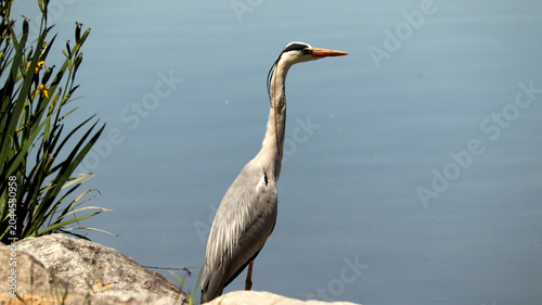 Photos Majestic Grey Heron Stands by Calm Blue Water