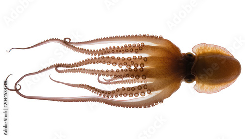 Fotografía Brown octopus with eight tentacles and suckers spread out