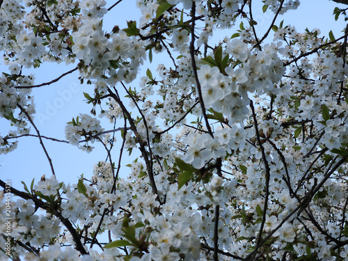 Cherry blossoms. Cherry blossoms in spring. Spring garden