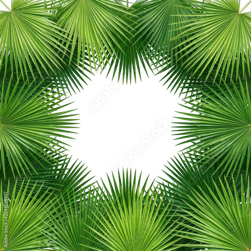 Tropical palm leaf frame border isolated on a transparent background