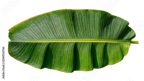 Obraz na plátne Large green banana leaf with prominent veins