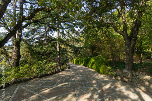 Foto Scenic pathway winding through lush forest