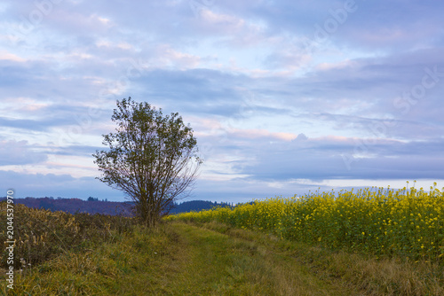 Summer landscape with Rapefield and one tree.